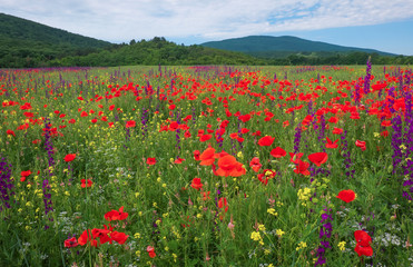 Spring flowers in field. Beautiful landscape. Composition of nature