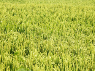 Green colors of a typical rice field with crops almost grown