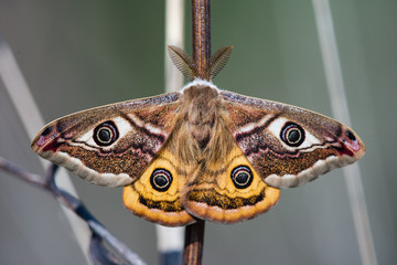 Small Emperor Moth Saturnia pavonia