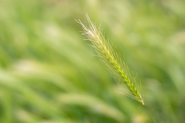 A field of fresh green rye outside