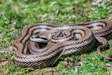 Four-lined snake (Elaphe quatuorlineata)