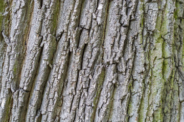 Bark of a tree as a background