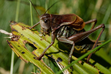 Bush cricket