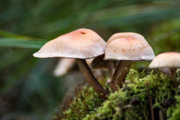 Mushrooms