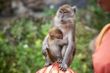 Macaque monkey with her little baby