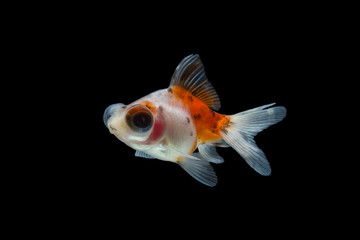 goldfish isolated on black background.