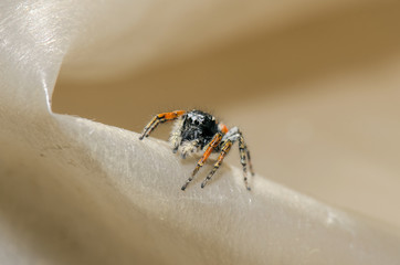Little Jumping Spider With Orange Legs Looking Around Macro Shot
