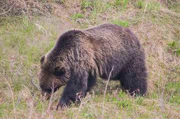 Fototapeta premium Bär in Kanada
