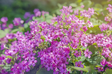 Little Purple Garden Flowers Closeup Shot