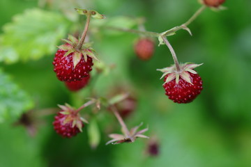 Walderdbeeren