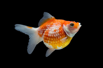 goldfish isolated on black background