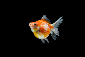 goldfish isolated on black background