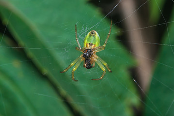 Green spider sitting on the web on the background leaves