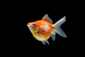 goldfish isolated on black background