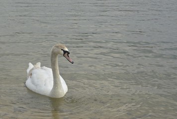 Obraz premium Kuğu ve Göl