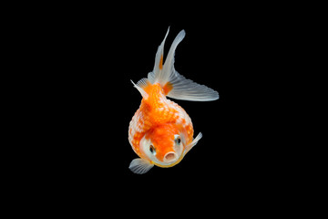 goldfish isolated on black background