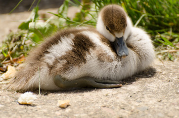cute little duckilng