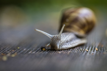 forest snail 