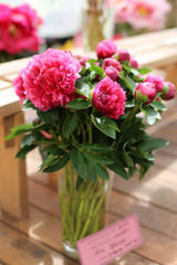 Pink peonies bunch