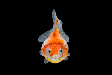 Fototapeta na wymiar goldfish isolated on black background