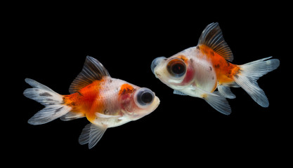 goldfish isolated on black background