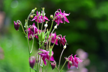 floraler Sommer Blumen Hintergrund mit Bokeh