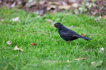 Un merle dans un parc