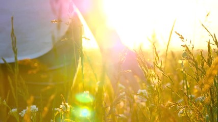 Young woman hand passing through a wild meadow field. Female hand touching wild flowers close-up