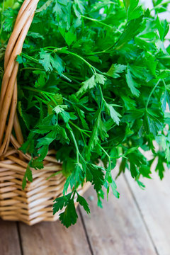 Bunch of fresh organic parsley from garden in a wicker basket, on plank wood table, rustic style, soft natural light