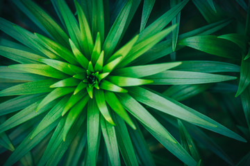 green flower. abstract geometric background, colorful and texture