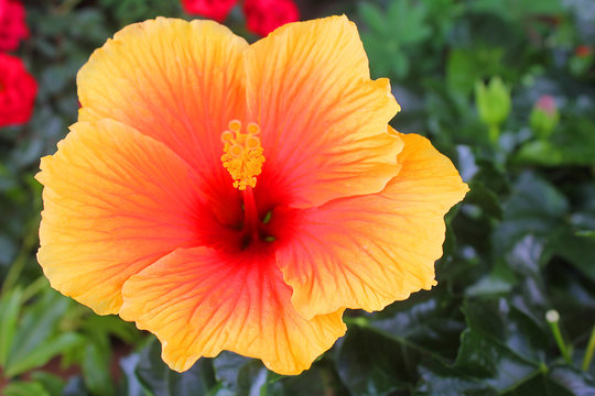 Ibiscus (různých kulturách, barev tvarů, druhů ibišku, Hibiscus sabdariffa, Ibišek čínský, Ibišek súdánský) Ibiscus