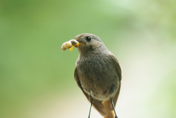oiseau nouriture