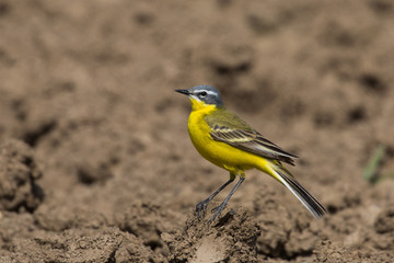 Bergeronnette printanière - Yellow Wagtail (Motacilla flava flava)