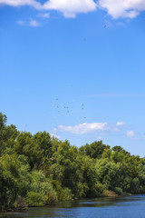 Fototapeta premium Landscape with different birds in the Danube Delta