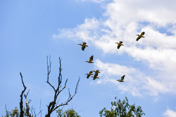 Landscape with different birds in the Danube Delta