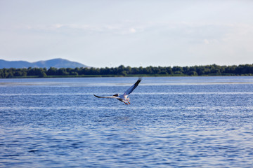 Fototapeta premium Landscape with different birds in the Danube Delta