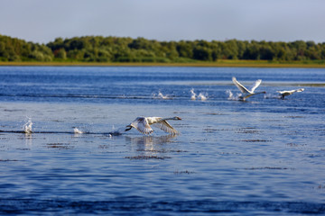 Landscape with different birds in the Danube Delta