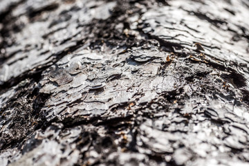 Nahaufnahme der Stammborke einer Föhre