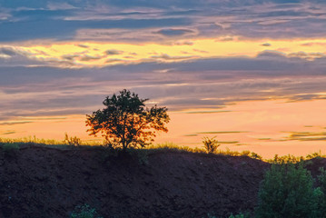 Tree above steep next to colorful sunset sky