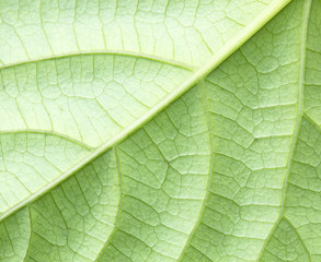 Green leaf