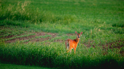A white tailed deer standing in the grass field looking backwards during a soft, golden sunrise.