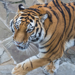 The amur tiger.