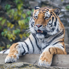 The amur tiger.