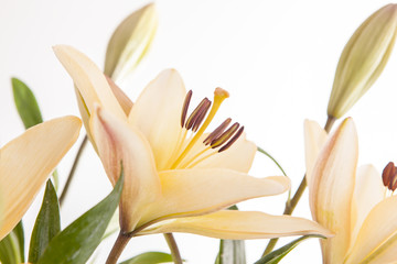 Close up of yellow lilies.