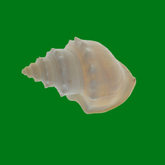 Seashell on an Isolated background. Green Screen Techniques for easy cut-out.
