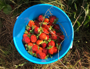 strawberries in bucket