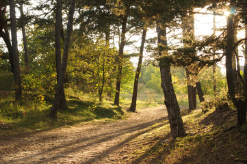 Obraz premium Forest trees. green wood sunlight backgrounds