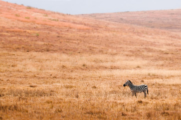 Obraz na płótnie Canvas Lone zebra