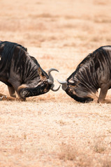 Fototapeta premium Wildebeest Fighting