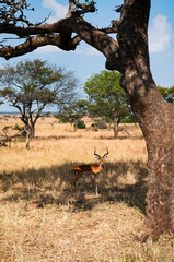 Impanla in the shadow